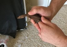 Pilbara.jpg