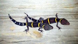 Chinese cave gecko (Goniurosaurus hainanensis).jpg