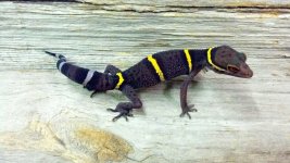 Chinese cave gecko (Goniurosaurus hainanensis) 2.jpg