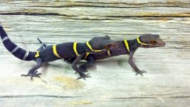 Chinese cave gecko (Goniurosaurus hainanensis) 1.jpg