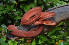 DSC_1188.jpg