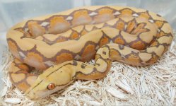 B-023 Orange Glow Male.jpg