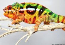 C__Data_Users_DefApps_Windows Phone_AppData_INTERNETEXPLORER_Temp_Saved Images_category149.jpg