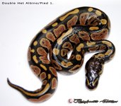 Double Het Albino.Pied 1. 7.12.16' 1-1.jpg