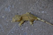 DSC_0464.jpg