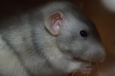 ratto1.jpg