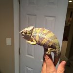 Machobabe2.jpg
