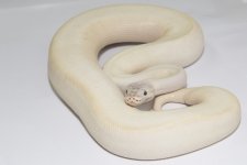 mojavebamboof500gw-1.jpg