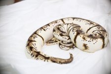 SugarBee1600gf4.jpg