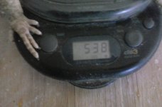 Mr white scales.jpg