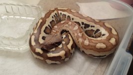 blood python.jpg
