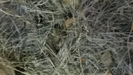 20160604_194659.jpg