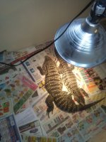 IMG_20160716_131637.jpg