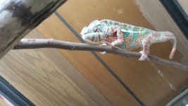 chameleon.jpg