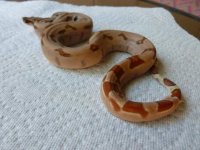 hypo 2.jpg
