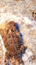 Orbiculare large.jpg