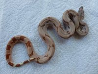 hypo 3.jpg