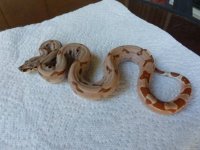 hypo 4.jpg