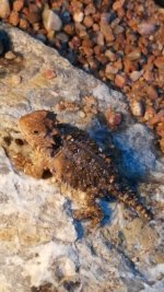 Orbiculare small.jpg