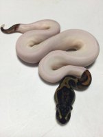 piedfemale.jpg