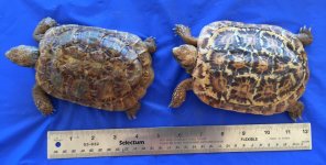 Pancake PAIR  8-19-16 2.jpg