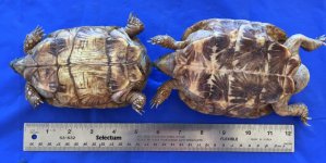 Pancake PAIR  8-19-16 1.jpg