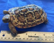 Pancake M  8-19-16 1.jpg