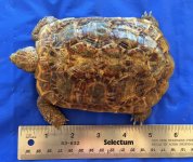 Pancake F 8-19-16 2.jpg