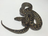 spottedpythonmale.jpg
