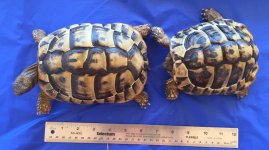 Hermanns 8-19-16 PAIR.jpg