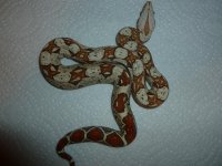 Female VPI 006.jpg