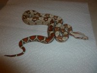 Female VPI 005.jpg