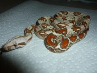 Female VPI 003.jpg
