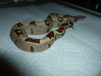 Female Jungle het VPI 004.jpg