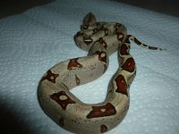 Female Jungle het VPI 002.jpg