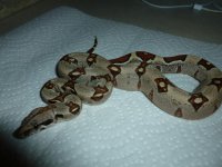 Female Jungle het VPI 001.jpg