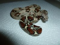 Female pos Jungle het VPI 003.jpg