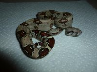 Female pos Jungle het VPI 001.jpg