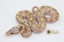 16PastelBananaM1694-80g.jpg