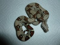 Female pos Jungle het VPI 002.jpg