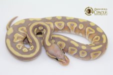 16BananaMojaveM16113-80g.jpg