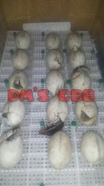 received_254205174931000_wm.jpg