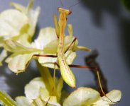 L4_Nymph1_Web.JPG