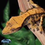 Halloween-harlequin-Crested-Gecko-Mi86T.jpg