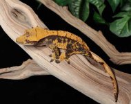 Halloween-harlequin-Crested-Gecko-Mi86b.jpg