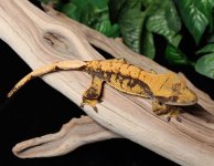Halloween-harlequin-Crested-Gecko-Mi86c.jpg