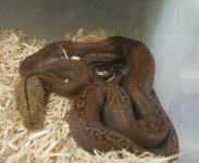 Dwarf GC het P Male.jpg