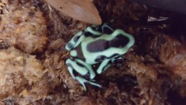 GB Auratus.jpg