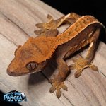 baby-pin-stripe-crested-gecko-Mi83T.jpg