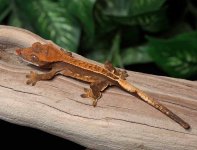 baby-pin-stripe-crested-gecko-Mi83b.jpg